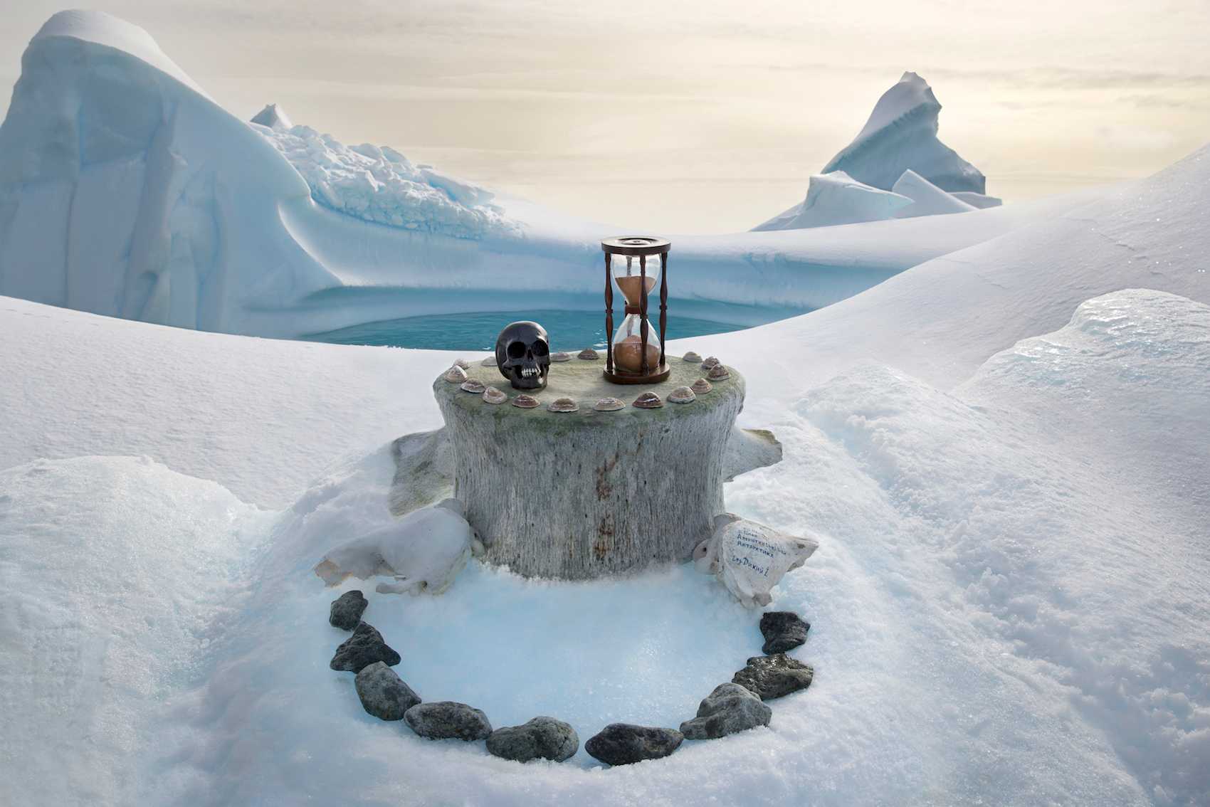 Antarctic & Southern Elephant Seal Skulls timeshrine